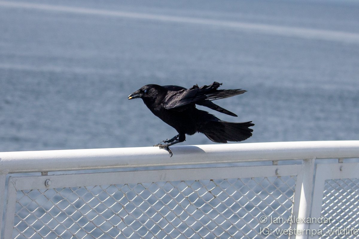 Although not on his requested list, who can resist this handsome specimen, captured hitching a ride on the ferry from Vancouver to Nanaimo. (Northwestern Crow, Corvus caurinus)