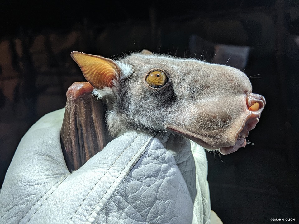 EveryBat's tweet photo. April 17th is National #BatAppreciationDay. Bats play an important role in many ecosystems around the world. They are crucial pollinators for cactus species and many other tropical plants, they help control insect populations &amp; also disperse seeds!

Why are bats important to you? https://t.co/YLB69M22Ms