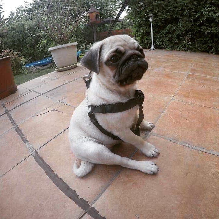 VHR29618053's tweet photo. \nFirst day at my new HOME!😍
#pug #pugsofinstagram #pugs #mopsz #babypug #newhome #pet https://t.co/WrCj0SDJkm