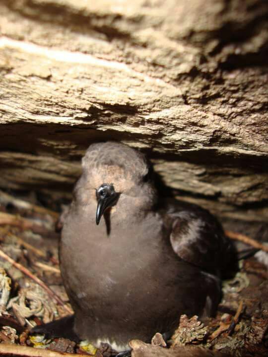SteelySeabirder's tweet photo. ***SEABIRD WORLD CUP FINAL*** After two weeks, 21,946 votes cast we have a FINAL. A repeat previous tournament in 2018 as it is STORM PETREL V PUFFIN. Kick-off SUNDAY 3pm. Who will be crowned champions YOU decide. Stay tuned for more details inc 3rd/4th play-off #Seabirdworldcup https://t.co/jNLCPFAmvg