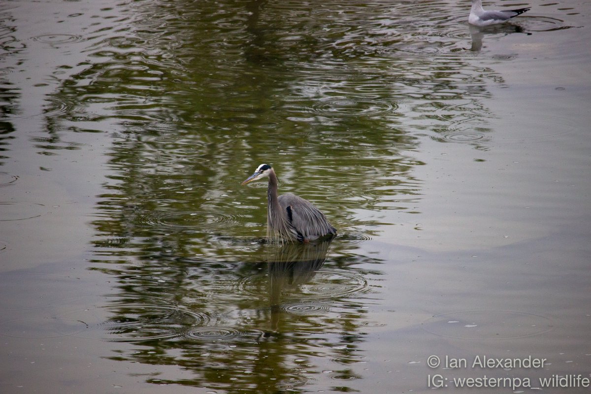 Ok, now we're talking. You like herons? I got you. Christmas Day, 2015, I spied this Great Blue Heron (Ardea herodias) in Mingo Creek in East Tulsa, OK.