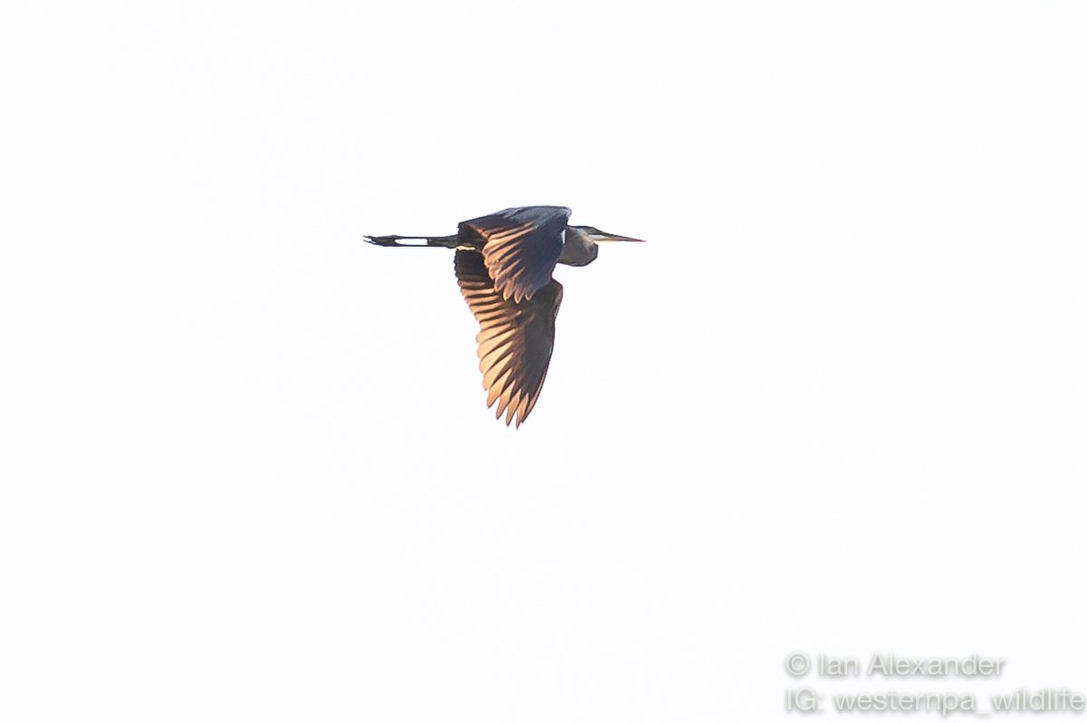 July 1st, last year, I got lucky and snagged this GBH flying over Rachel Carson Park in Cheswick, PA.