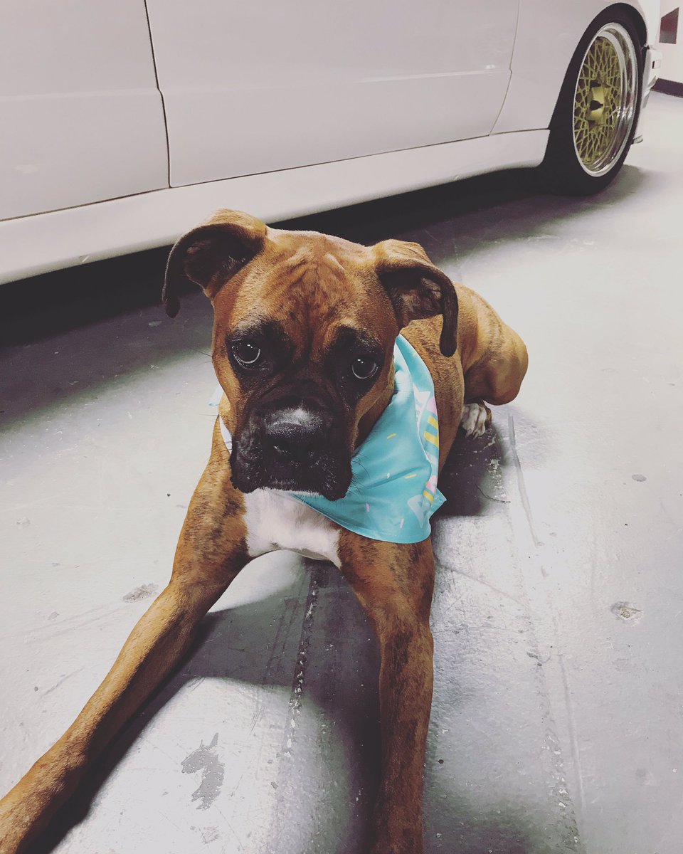 CondorSpeedShop's tweet image. The Condor Princess is the big 3 today!!! Happy birthday to the best shop dog in town♥️♥️♥️♥️♥️!!!! #boxer #condor #condorspeedshop #shopdog