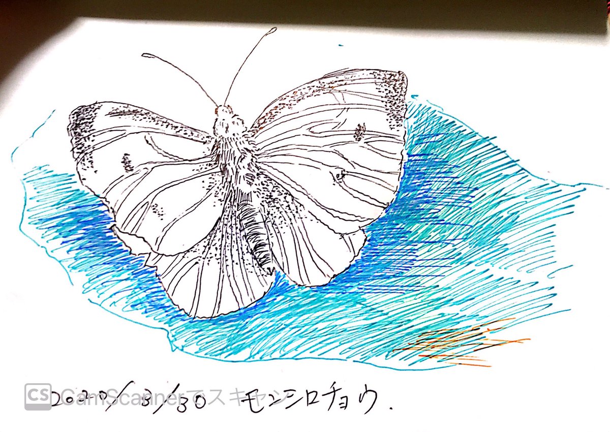 日向 最近描いた絵 ボールペンイラスト 蝶 花 金魚