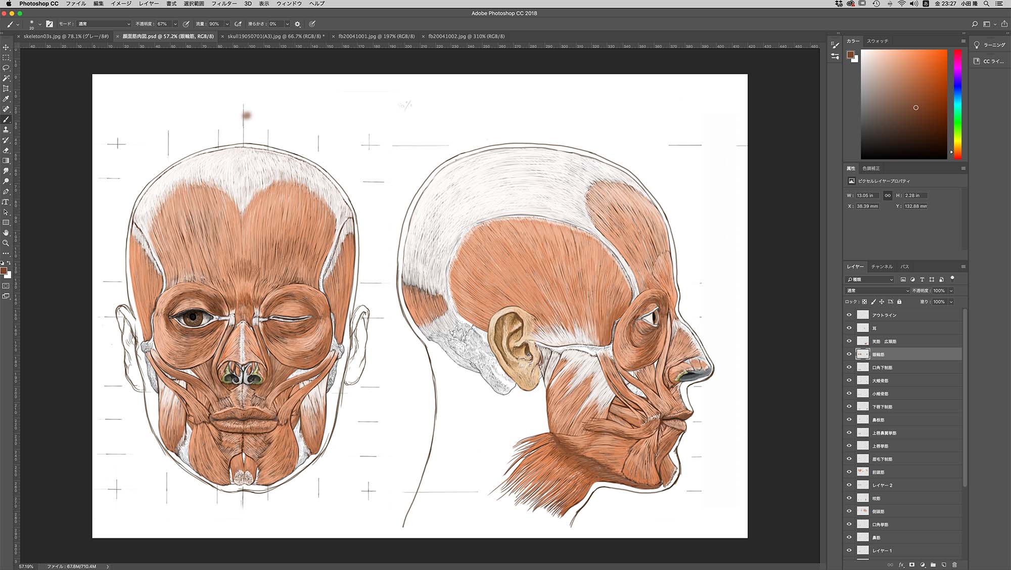 小田 隆 Oda Takashi A Twitteren 顔面の筋肉図のスライド フォトショップでの作業はこの辺りで完成かな 結構 いい顔になった 次はレイヤーを分けてスライド画像を作っていきます 美術解剖学 T Co Qtu7xkcyls Twitter