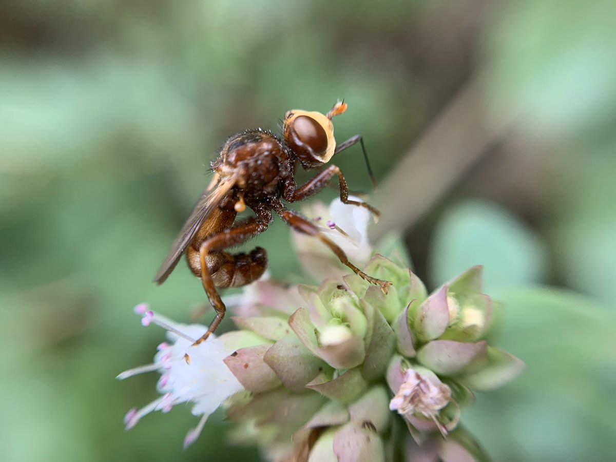 jmedeCCF's tweet photo. Sicus ferrugineus (Conopidae) wishes you a terrific #GoodFlyDay https://t.co/1ItCmFME3J