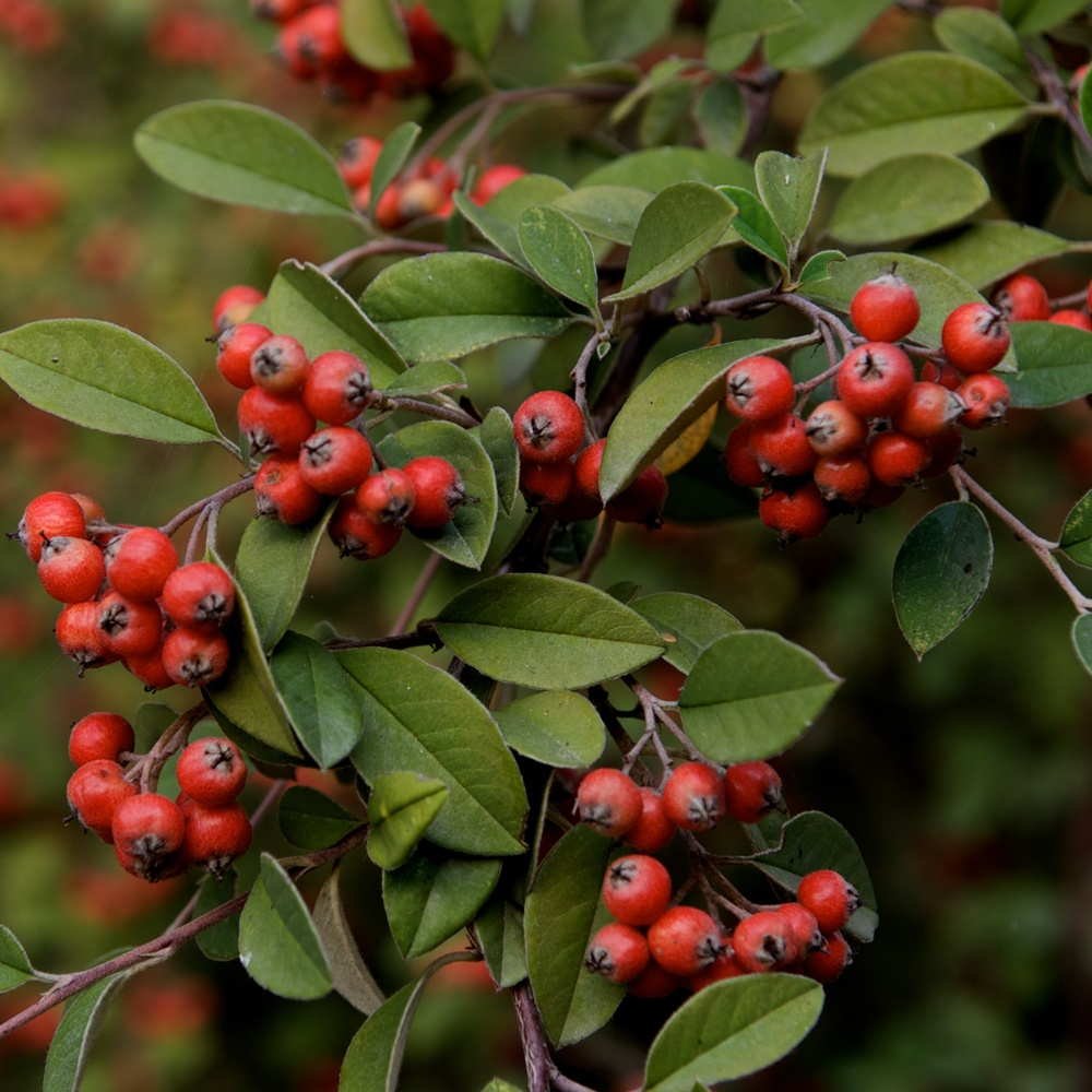 Cotoneaster franchetii & lots of others so take care with ID here (left). Lonicera pileata (right) Caprifoliaceae.