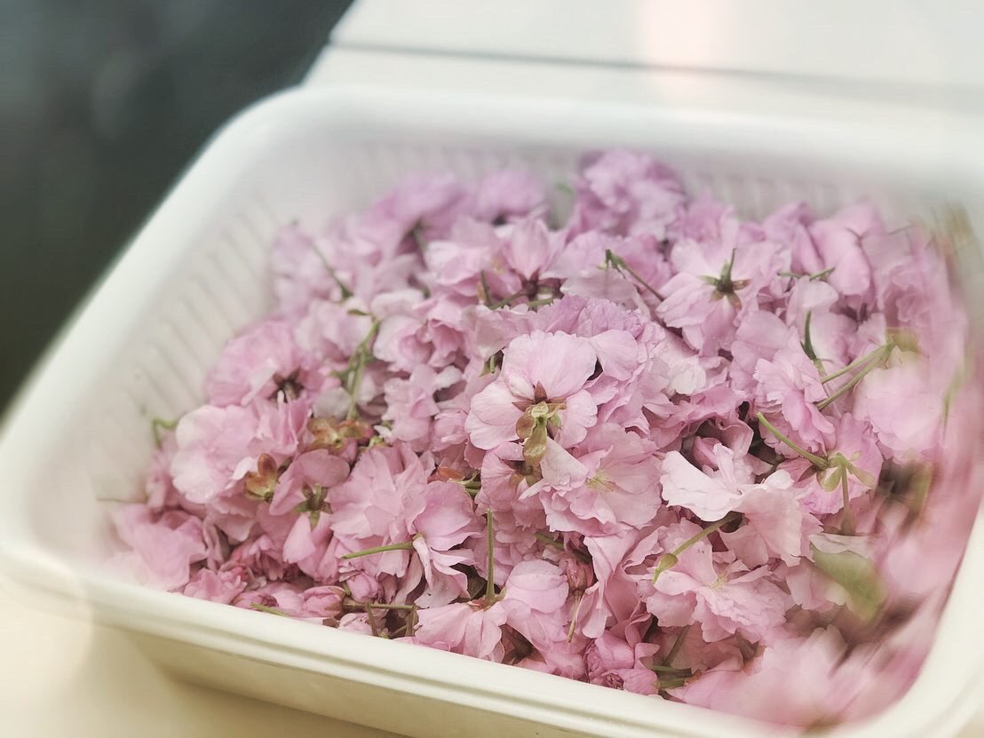 2𝔰𝔥𝔦𝔉𝔱 八重桜で 桜の塩漬け 砂糖漬け 酢漬けを作りましたん 早く料理に使いたい 何作ろうかなぁ こんなときだからこそ 植物からいただくエネルギーは偉大 桜 八重桜 桜の塩漬け 桜の砂糖漬け 桜の酢漬け T Co Ootyzvcp9s