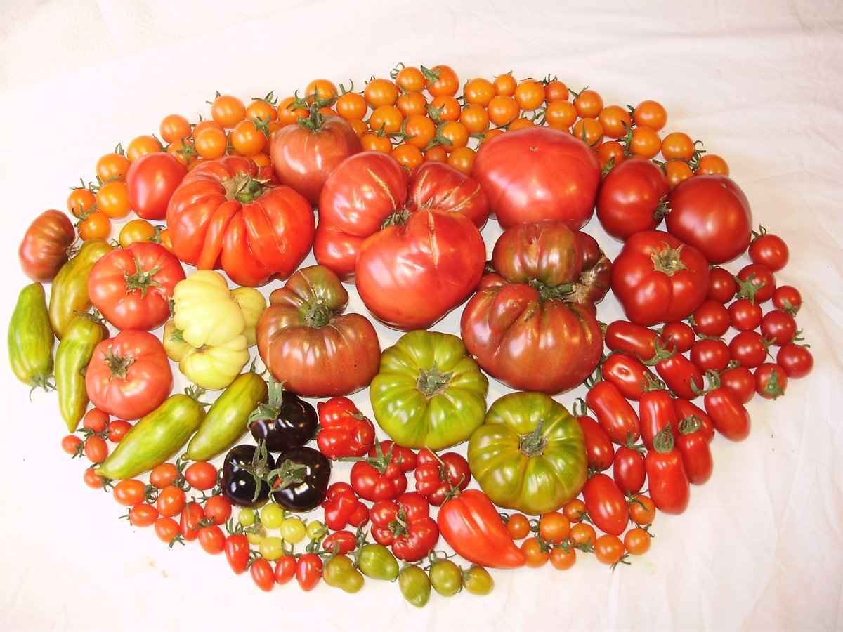 nickykylegarden's tweet image. Just a few tomatoes to cheer those up who are in #LockdownIreland right now and elsewhere.🍅 I took this 2012 pic of 47 cultivars standing on my kitchen table!🤣 If we all keep proper #SocialDistancing, this year's #TotallyTerrificTomatoFestival might still happen! #TTTomFest20🍅