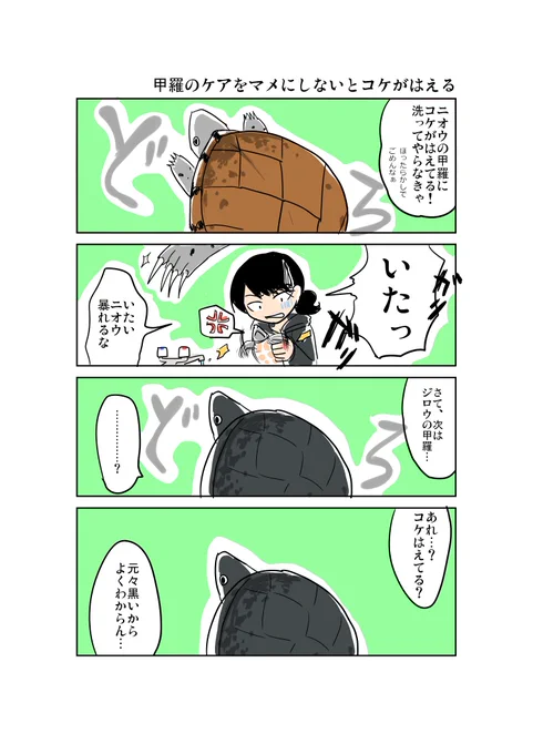 最近真面目(?)な内容の記事ばっかり投稿していたのでこの辺でカメの漫画をはさんでおきます。うちのニオウとジロウの話。

カメは今 何を思う【17】甲羅のケアをマメにしないとコケがはえる
#カメは今何を思う #カメ好きと繋がりたい #マンガが読めるハッシュタグ 
https://t.co/WrNW7LJ4nw 