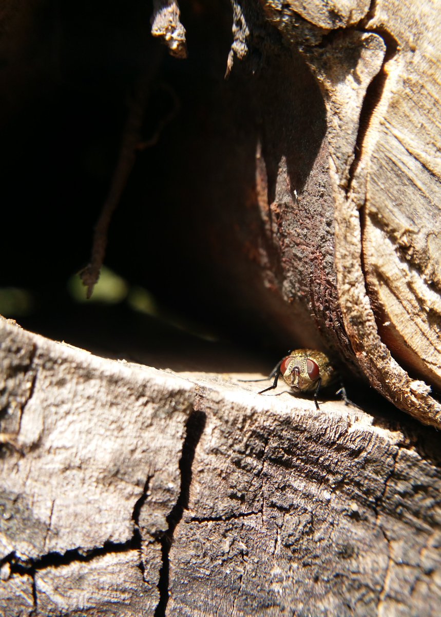 SelborneSoc's tweet photo. Is it a #GoodFlyDay where you are?
We'd love to see your best #fly images, please! Here's one from member @QRiousKate
#Diptera #London
@LNHSoc @Buzz_dont_tweet @WildlifeEaling @NigelBewley https://t.co/cnfk61ejSK