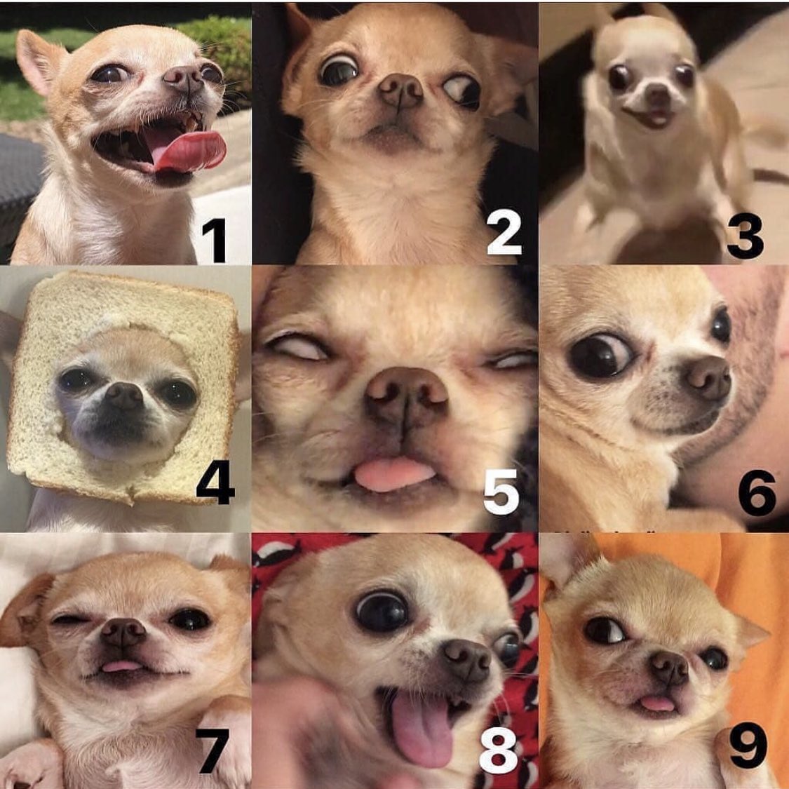 My Dogmon Twitterissa How Do You Feel Today On The Chihuahua Scale Tell Us T Co 8xipx4j2ut Twitter