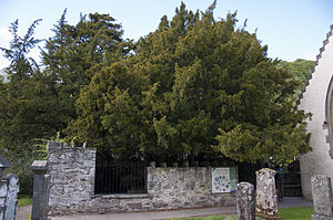 There is a strange myth that Pontius Pilate was born in  #Scotland, under the Fortingall Yew (pictured) in Perthshire – the tree is one of the oldest in the UK, maybe 2,000-3,000 years old. Note that the Roman invasion of Scotland did not take place until AD80.