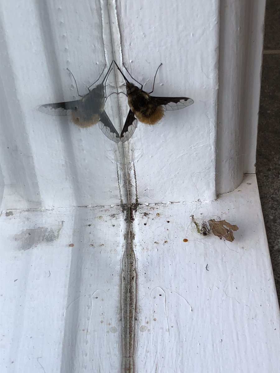 PadelAdam's tweet photo. #beeflyWatch2020 #GoodFlyDay dark-edged bee-fly in my kitchen in Cumbria yesterday. She got out free! https://t.co/wZYjpcaK6U