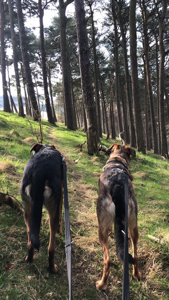 BeerCastPaul's tweet photo. @SaltBeerFactory They’d been pretty patient with me, got them out for a walk now, just the clean up to do when I get back... #SaltBrewAlong https://t.co/PqKK3lX3Nj