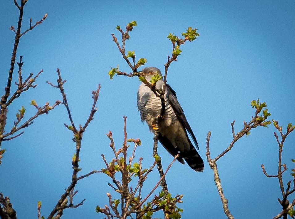 nigelhacking's tweet image. 2 birds on my local walk from my home in the New Forest. Dartford W last week and first Cuckoo of the year woke me at 6 this morning.