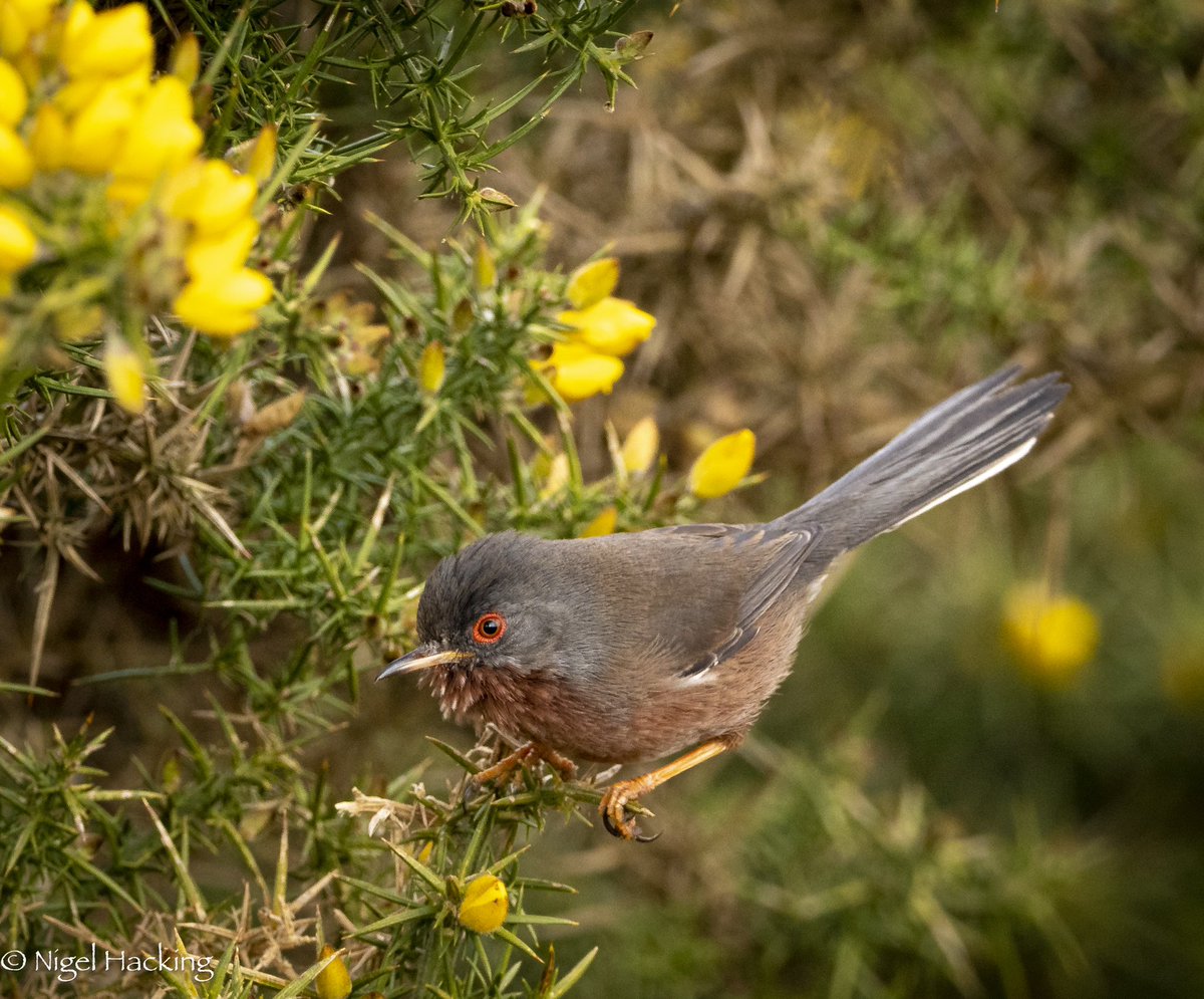 nigelhacking's tweet image. 2 birds on my local walk from my home in the New Forest. Dartford W last week and first Cuckoo of the year woke me at 6 this morning.