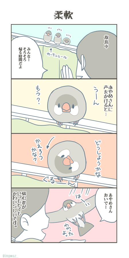 とても柔軟なあやめさんです。

#Buncho #javasparrow #文鳥 
