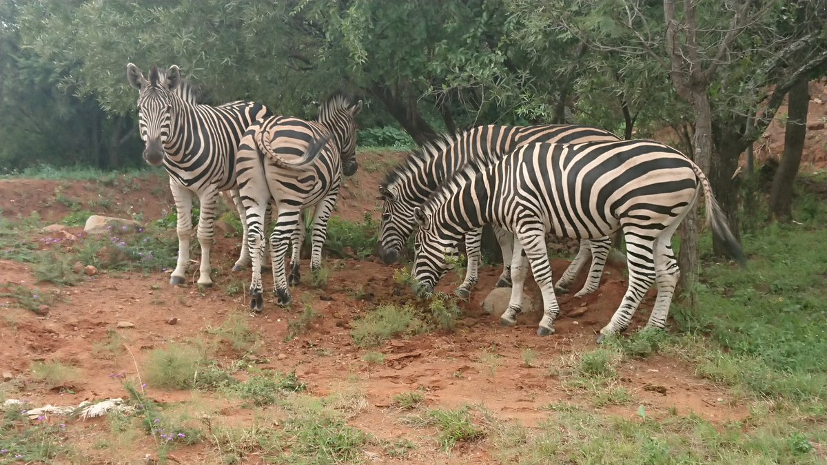 Wish YOU were here - 63 ON NYALA FUNCTION VENUE and Accommodation #bush #bushwalk #Pretoria reservations@63onnyala.co.za /?0721201113