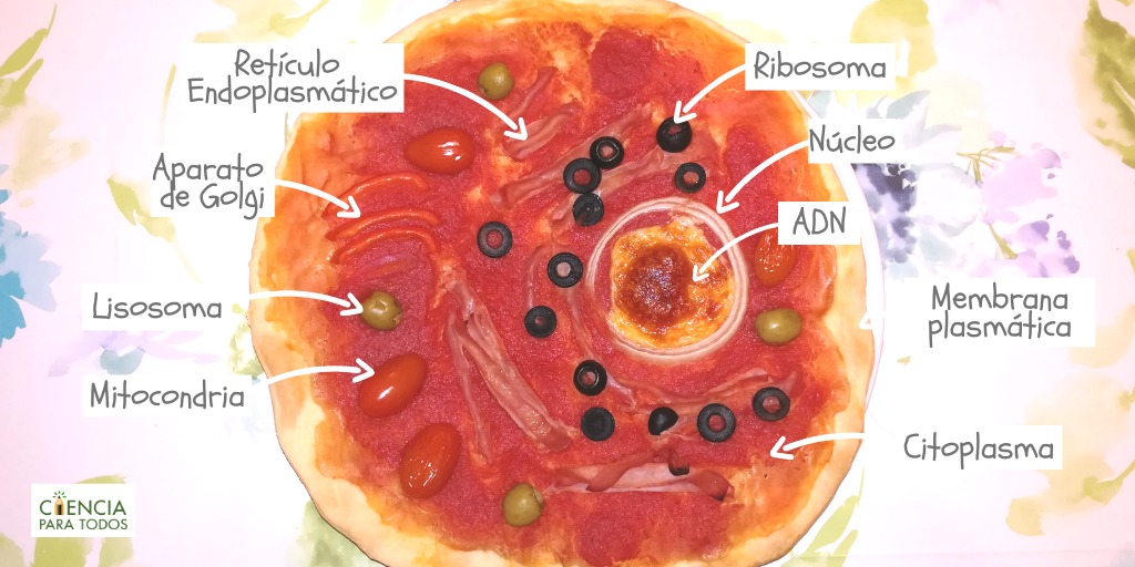 ¿Una clase de ciencias en delantal? 🤔 Si, para hacer una pizza-célula🍕. Una forma deliciosa de descubrir las partes de una célula. 
Tercera entrega de #CienciaEnCasa con la @aecc_es.
Taller completo en el link:
➡️ instagram.com/tv/B-w61Mrq1vu…