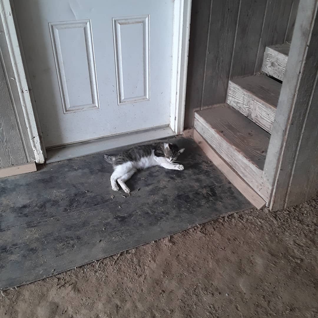 barncatlady's tweet photo. Stubby being "sexy" again! 😹
#barncatlady #cats #catsofinstagram #catstagram #CatsOfTwitter #tabbycats #tabbies #tabbiesofinstagram #abandonedcats #stopdumpingpets #stubby #stubbytail #groomingcat #catbath #notailcat #sexycat https://t.co/t6eEYApMbt