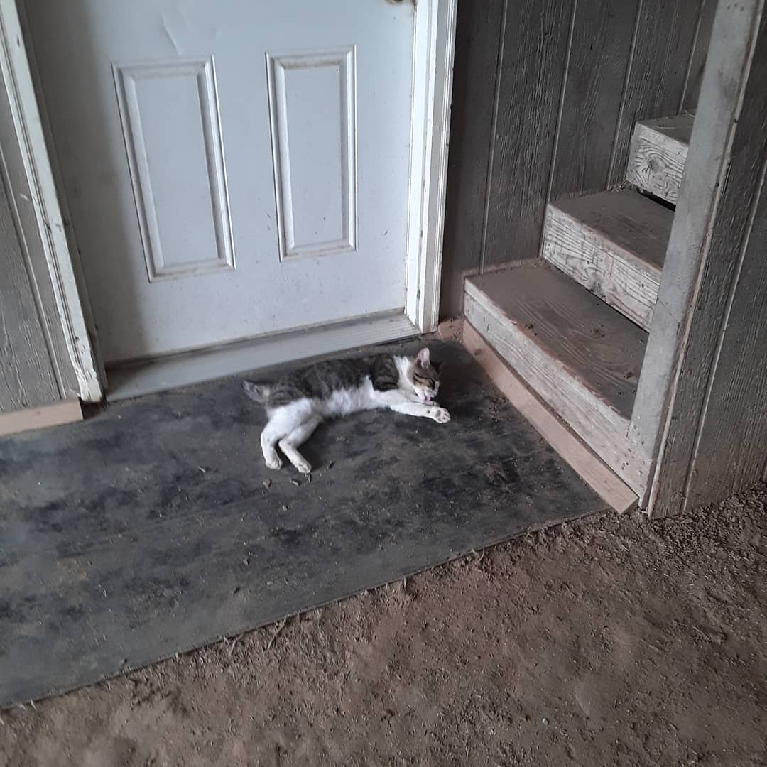 barncatlady's tweet photo. Stubby being "sexy" again! 😹
#barncatlady #cats #catsofinstagram #catstagram #CatsOfTwitter #tabbycats #tabbies #tabbiesofinstagram #abandonedcats #stopdumpingpets #stubby #stubbytail #groomingcat #catbath #notailcat #sexycat https://t.co/t6eEYApMbt