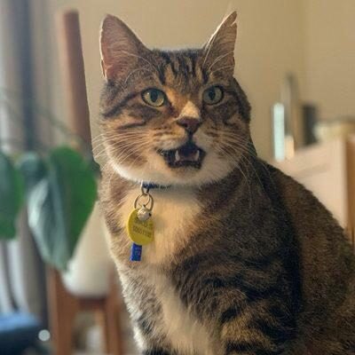 AdoptAFloof's tweet photo. #AdoptAfloof of the day: Hugo the 9yo DSH at @saveadogscheme (insta)
.

https://t.co/r2NNJgg9R3
.
#floof #adoptdontshop #rescuecats #rescuecatsofinstagram #sads https://t.co/7TSHlvfCUp