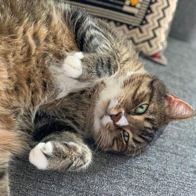 AdoptAFloof's tweet photo. #AdoptAfloof of the day: Hugo the 9yo DSH at @saveadogscheme (insta)
.

https://t.co/r2NNJgg9R3
.
#floof #adoptdontshop #rescuecats #rescuecatsofinstagram #sads https://t.co/7TSHlvfCUp