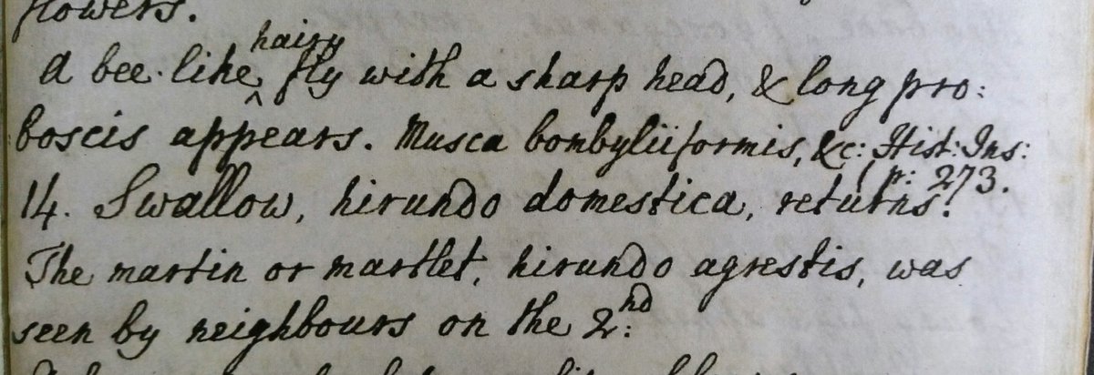 SelborneSoc's tweet photo. #GilbertWhite first noted the appearance of "a bee-like hairy fly with a sharp head & long proboscis" on 12 April 1766.
#GoodFlyDay #GW300 #FloraSelborniensis #Easter #Phenology #Diptera https://t.co/p4LTpcfz5y