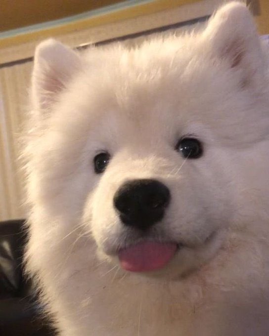 mlep