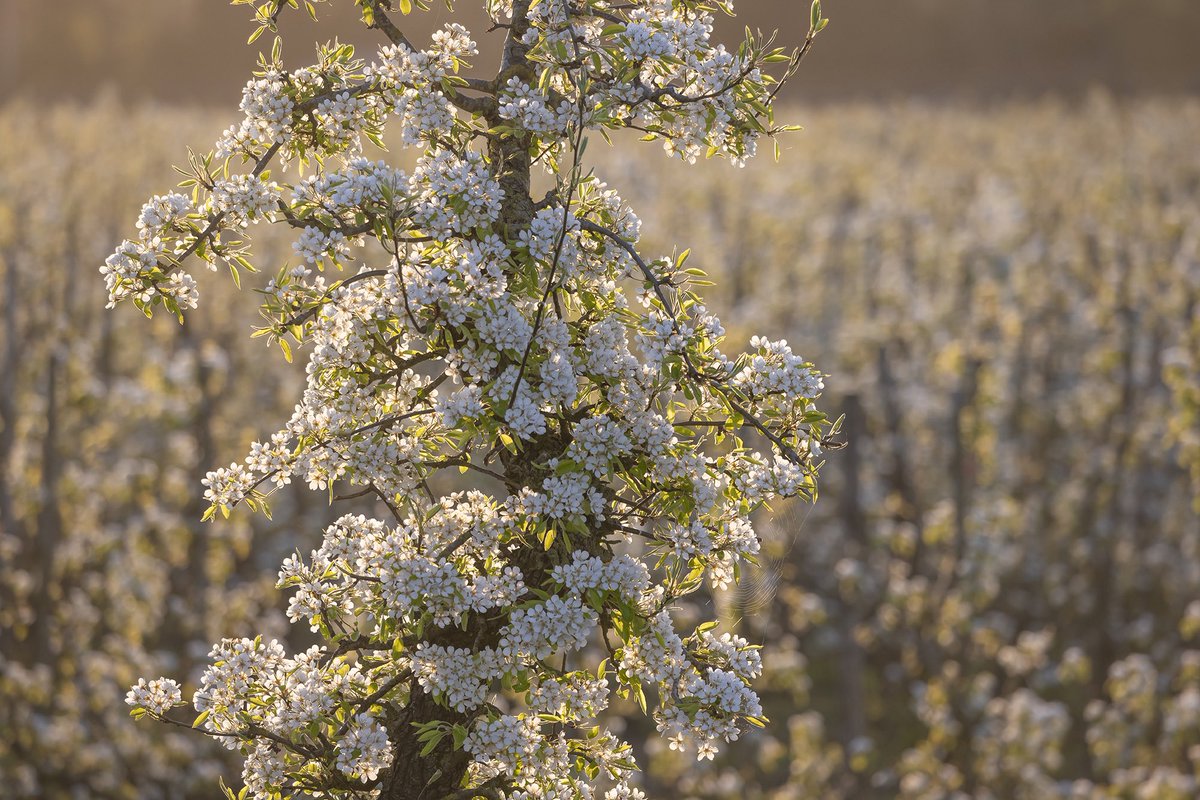 Beste #Betuwe en #Enspijk bewonderaars, ja de #bloesem is prachtig op het moment! Maar houd u a.u.b. aan het landelijk advies en houd 1,5 meter afstand van elkaar. Of beter nog: #blijfthuis en bekijk vanuit huis mooie foto’s en updates in de app #BloesemAlert