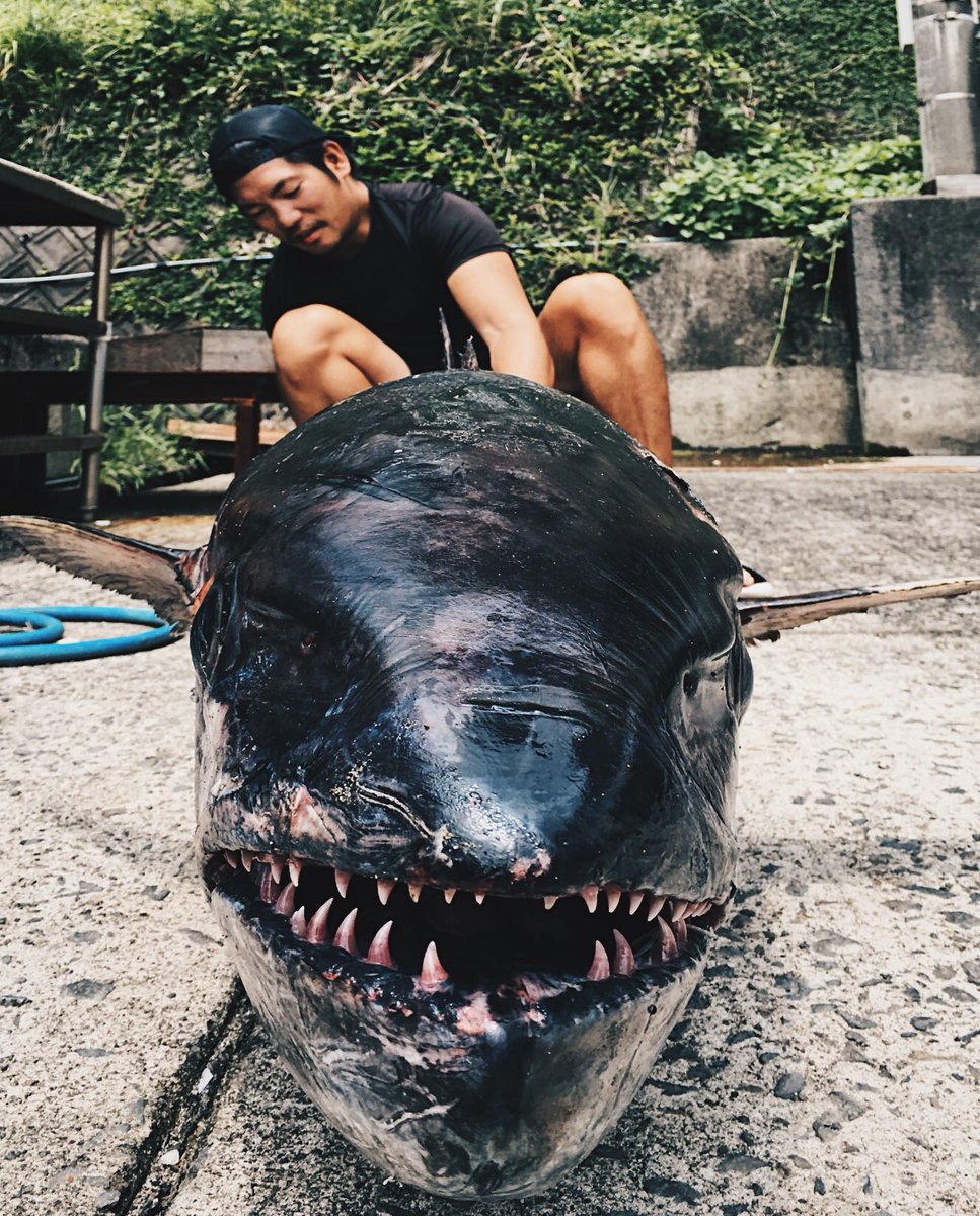 Ryotasegawa 俺的魚界の強面系イケメン四天王 イソンボ アオザメ マスキーパイク しゃくれヤマメ 異論は認める Ryotasegawa 俺的魚界の強面系イケメン四天王 イソンボ アオザメ マスキーパイク しゃくれヤマメ 異論は認める