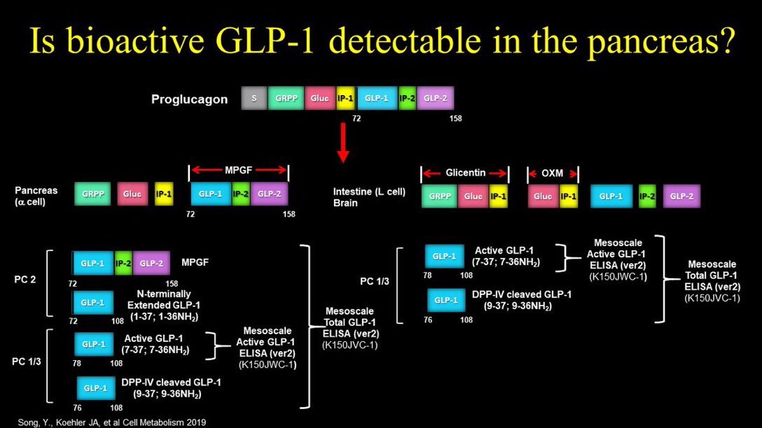 Very clear that some bioactive GLP-1 is also made in the “normal” mouse and human pancreas, amounts are low, depend on context and assay(s) used for detection  https://www.ncbi.nlm.nih.gov/pubmed/31495689 