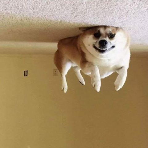 ComplotsFaciles's tweet photo. HONTEUX !!! Ce pauvre chien a été gonflé à l'hélium parce que ces maitres s'ennuient pendant le confinement !! halte à la maltraitance animale ! 🤬🤬🤬🤬🤬

#confinementjour25 https://t.co/4L1SEjOVFz