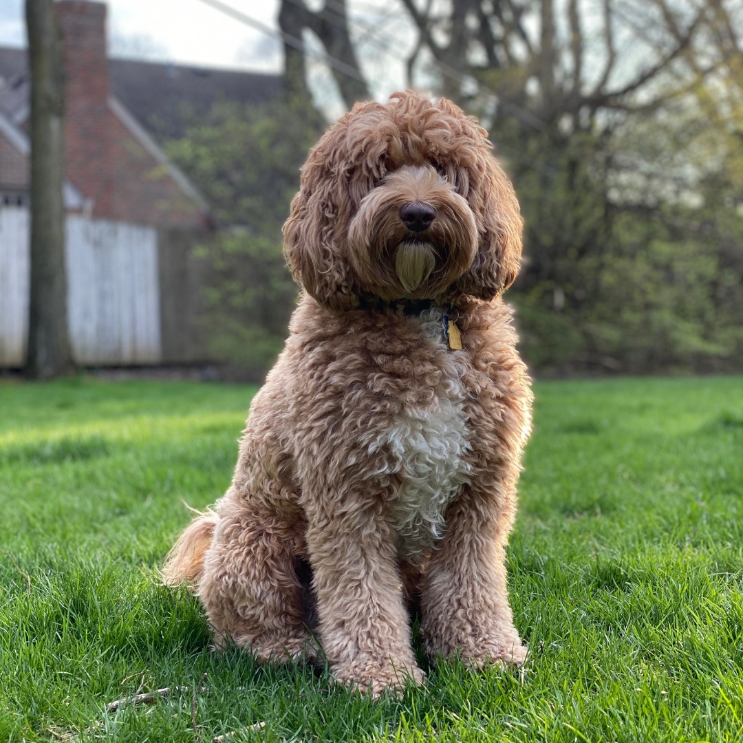 GBM_Law's tweet photo. How's everyone doing? Frankie says "Happy Friday" from home! Stay safe! #protectingohio #aussiedoodle #aussiedoodlesofinstagram #ohiodogs  ⚖️ 🐶 https://t.co/6hMqyvPLfR