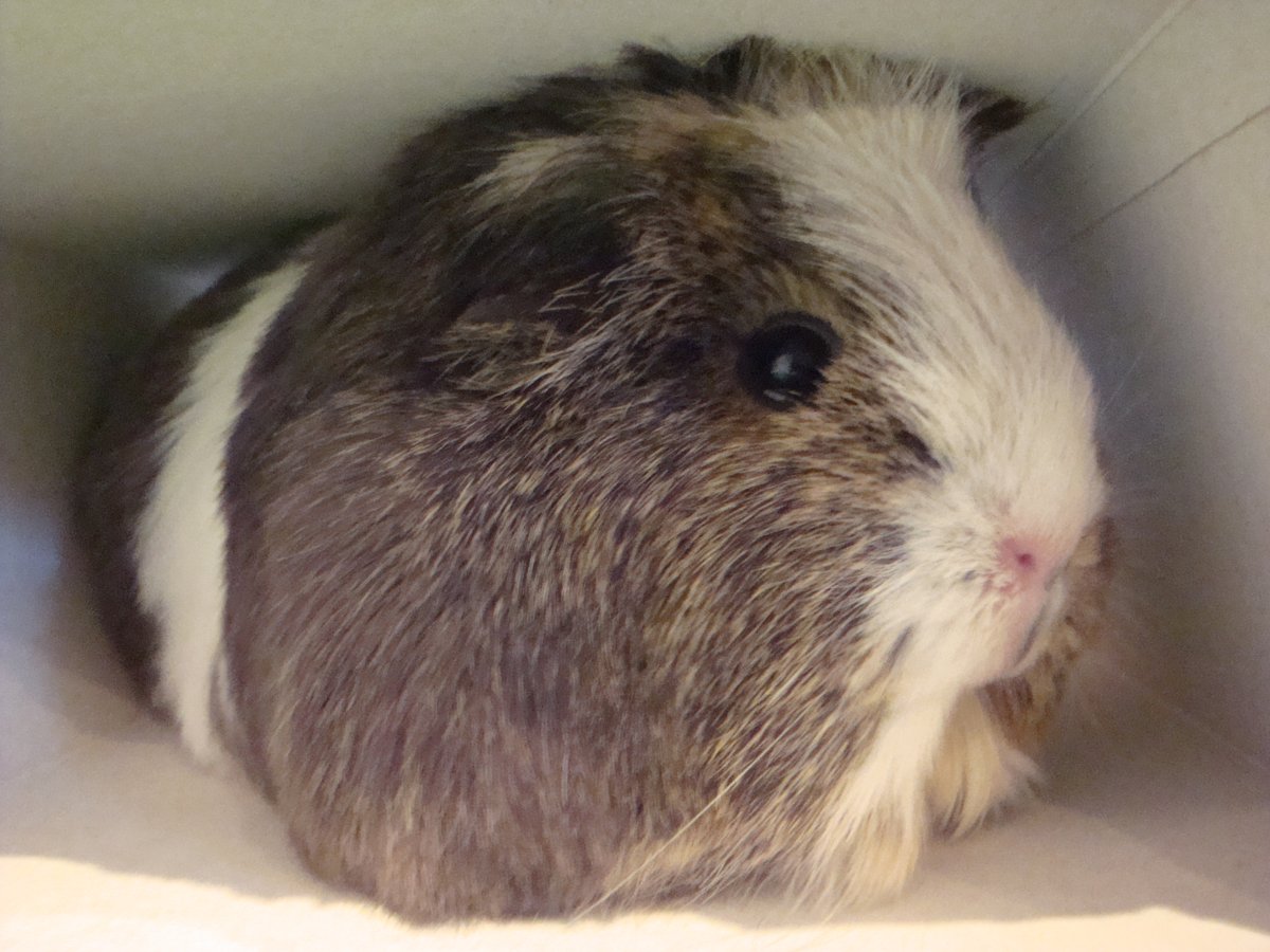 Fri 10 April (Day 19 working from home)I think this is the final  #PigOfTheDay from the archives! This was Pako, one of the piggies from my university years! She looked like a big floofy cloud & had long hair, which she was big on protesting about!