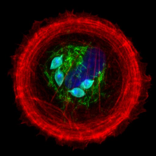 Nicolas3474's tweet image. Digging through old goodies from my internship in @BBurleighChagas lab ! #micropattern #trypansomacruzi 🔬🦠