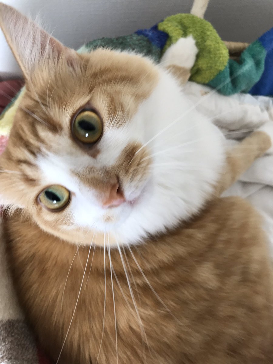 猫粗相