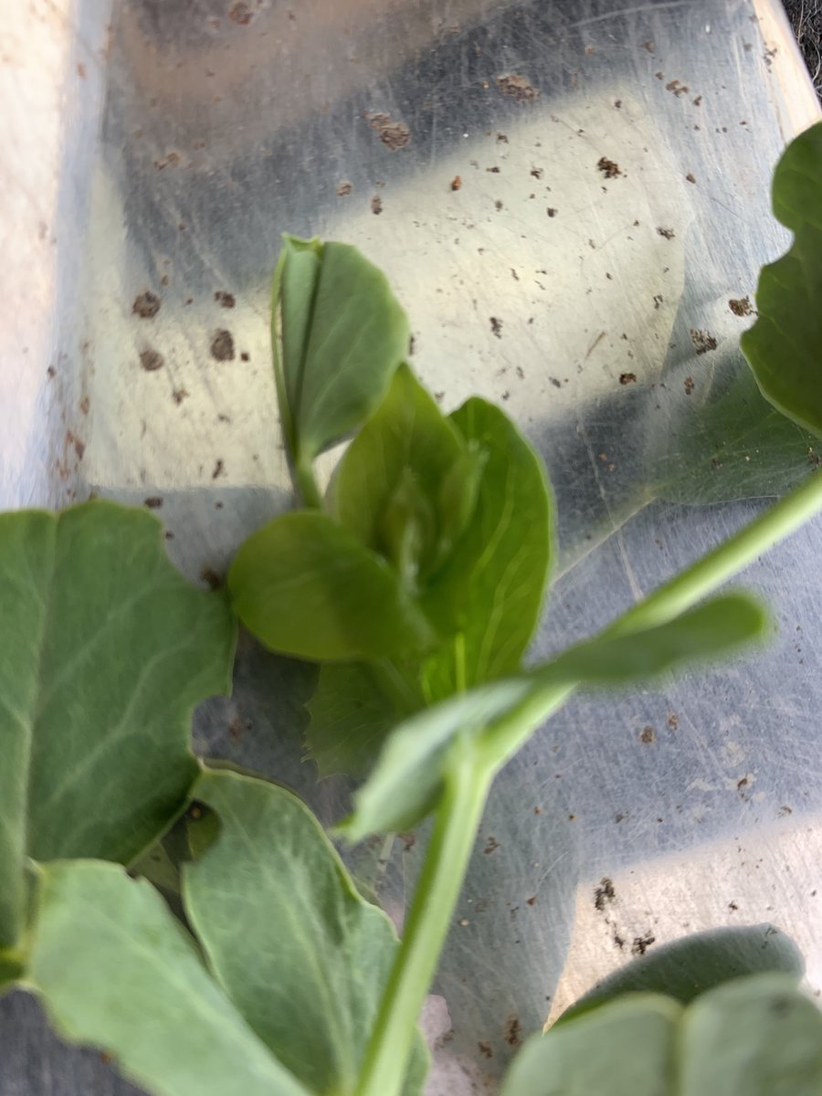 Fen Peas Ltd tweet media