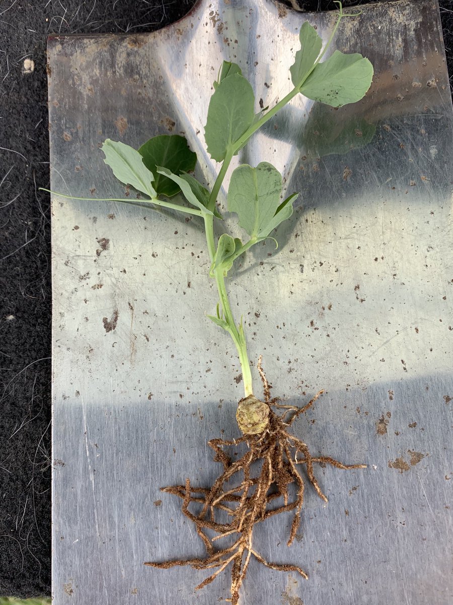 Fen Peas Ltd tweet media