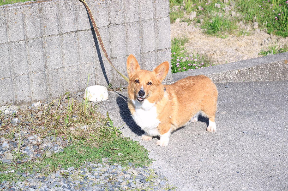 みみさん tweet media