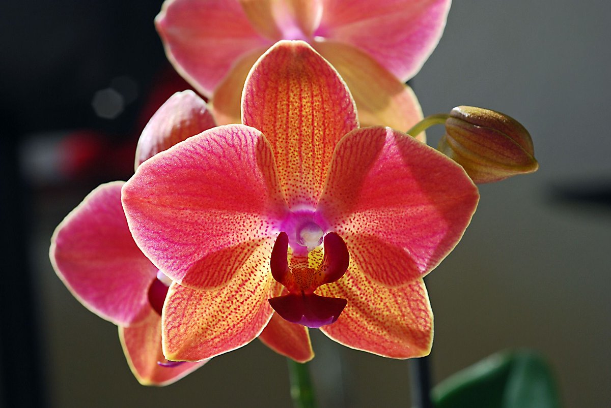 Happy Easter!
#HoogBos #HoogBosorchids #GorgeousGold #orchids #phalaenopsis #denver #instaplants #instaflowers #JongBos #gold #plantsofinstagram #houseplantsofinstagram #allaboutplantlife #houseplants #greenthumbs #plantsagram #houseplantclub #staysafe #easter