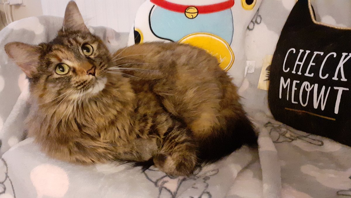 imperialcollege's tweet photo. A warm welcome to our #PetsofImperial feature this week! π±
This is Cookie. Cookie is a famous catto, appearing in @CatsProtection ads as a kitten. Hobbies include jumping on the bannister at high speed and waking her human up at 5am π΄ https://t.co/HbtbamQg0P