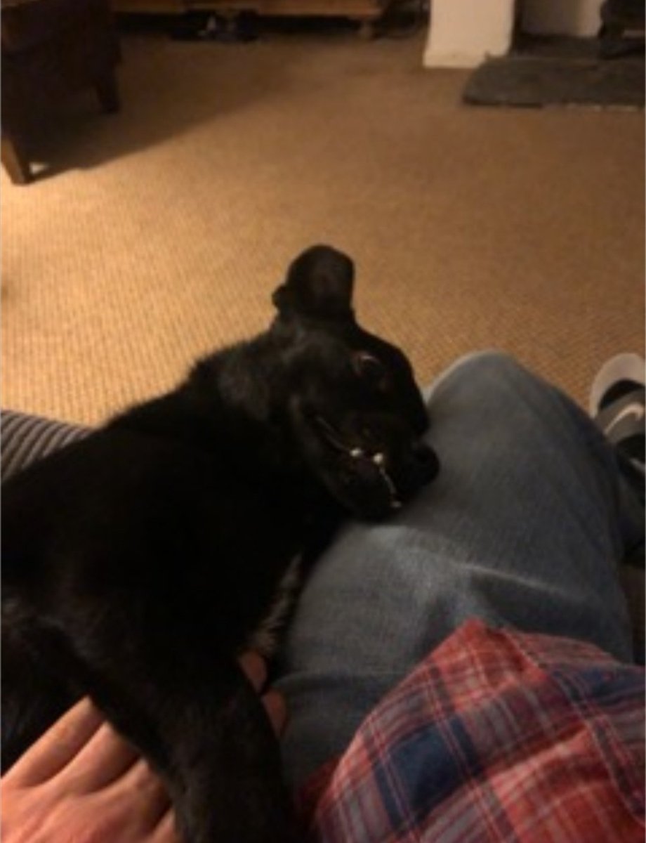 EvermoreDog's tweet photo. Who remembers Bumble? The dog who stayed for days with his brother's body (killed in an RTC)? Well, Bumble has been with his #foreverdad for a year now. He goes for a long walk everyday & enjoys playing chase with the adopter's son. He has also made friends with another #Rommie! https://t.co/v2knB8WKn7