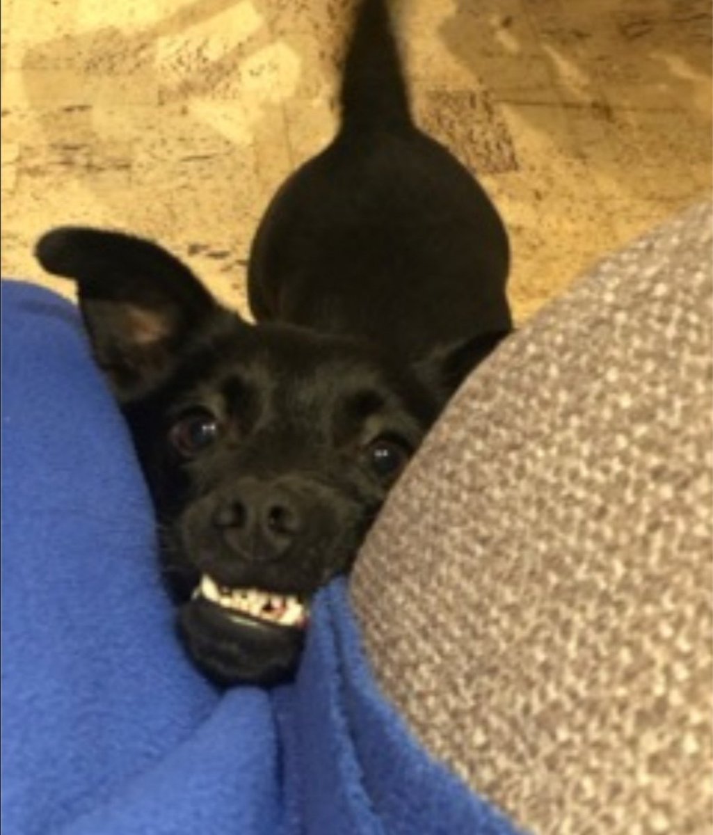 EvermoreDog's tweet photo. Who remembers Bumble? The dog who stayed for days with his brother's body (killed in an RTC)? Well, Bumble has been with his #foreverdad for a year now. He goes for a long walk everyday & enjoys playing chase with the adopter's son. He has also made friends with another #Rommie! https://t.co/v2knB8WKn7