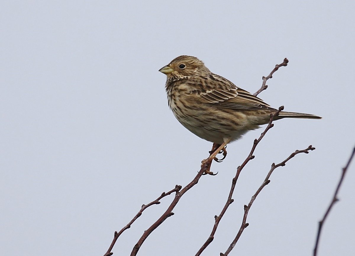 Samen met <a href="/vogelnieuws/">Vogelbescherming NL</a> &amp; @LBGroningen gaan we, met extensief beheer, struweelaanplant en aansluitende vogelakkers, de natuur- en landschapswaarden van slaperdijken versterken! Een grauwe gors bij een slaperdijk was de kers op de openingstaart vh pilotproject. Foto: Maria Woortman