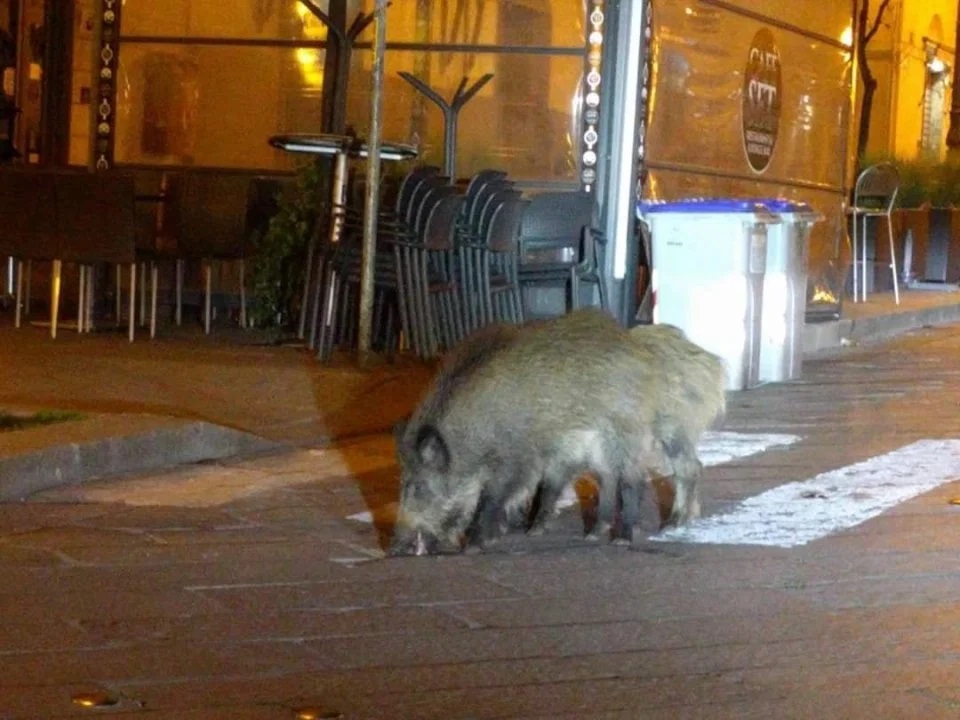 co2nsensus's tweet photo. Cities all around the world with deserted streets have turned into concrete jungles stalked by pumas, coyotes, mountain goats… 🐖🦌🦁🦊

This is actually the unexpected side of the pandemic. 🤔

Nature is reclaiming its spaces. 💚

https://t.co/e7dtsjb9eV

#pandemic #corona https://t.co/5s1A6qmdwS