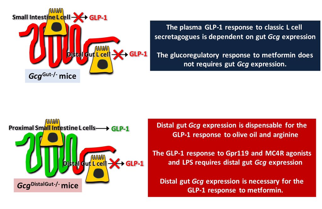 Here we examined where plasma GLP-1 comes from in acute studies w oral olive oil, oral GPR119 agonism, oral metformin, MC4R agonism, and LPS. So the distal gut is more important for GLP-1 responses to the pharmacoligical non nutrient stimulants  @MolMetab  https://www.sciencedirect.com/science/article/pii/S2212877820300648