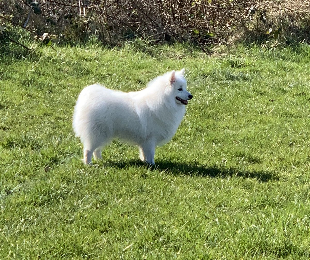 makeuplocker's tweet photo. @Rubywax Walked my beautiful dog through the woods every day... #rosie #spitz #relaxation #greenery #woodland # https://t.co/Szw2G6xhzw