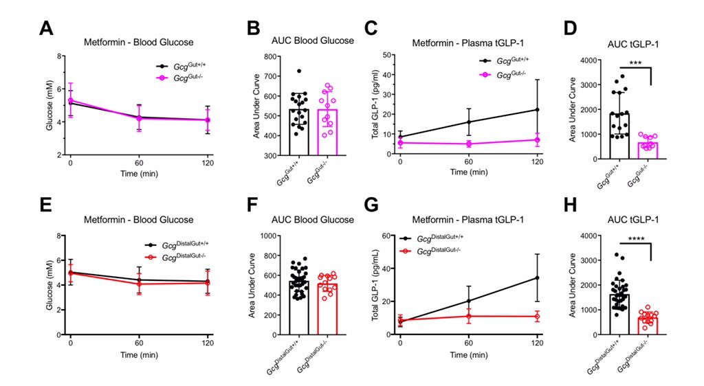 And about metformin-the distal gut seems to be key for most of the acute plasma GLP-1 response, yet low doses of metformin that do not increase plasma GLP-1 levels still nicely lower glucose, and improve glucose tolerance, as many might predict  @MolMetab